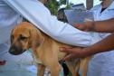 Cães de rua do Complexo Penitenciário de Piraquara recebem atendimento e participarão de feira de adoção na Universidade Positivo, em Curitiba