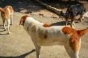 Cães de rua do Complexo Penitenciário de Piraquara recebem atendimento e participarão de feira de adoção na Universidade Positivo, em Curitiba