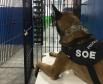 Polícia Penal apoia BPRone com cão K9 em operação que apreendeu mais de 100 kg de maconha