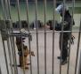 Polícia Penal apoia BPRone com cão K9 em operação que apreendeu mais de 100 kg de maconha