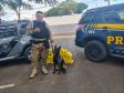 Polícia Penal do Paraná