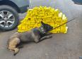 Polícia Penal do Paraná