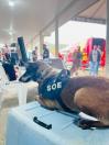 Cães policiais exercem trabalho essencial nas operações da Polícia Penal do Paraná durante o verão