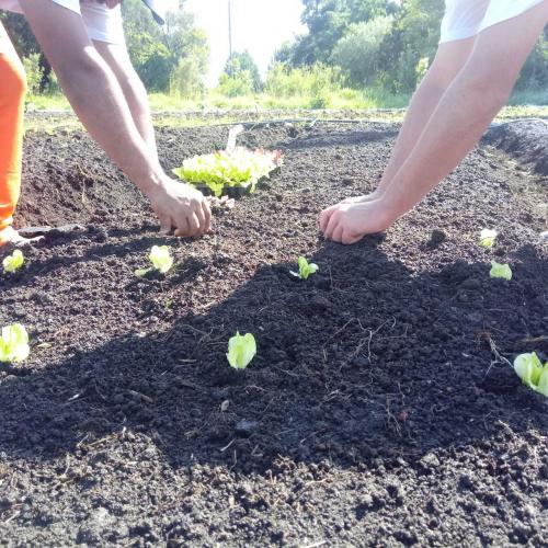 Parceria disponibiliza mão de obra penal para atuar nas Ceasas, no Paraná