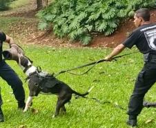 Polícia Penal participa de Formação de Condutores de Cães de Polícia em Londrina