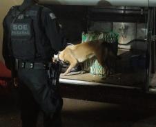 Cães policiais de Londrina participam de operação em conjunto com a PRE