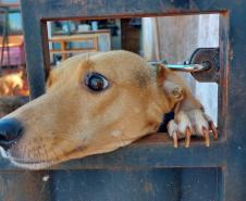 Polícia Penal do Paraná doa camas e roupas pet confeccionadas por apenados a abrigo de animais em Cascavel