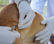 Cães de rua do Complexo Penitenciário de Piraquara recebem atendimento e participarão de feira de adoção na Universidade Positivo, em Curitiba