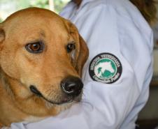 Cães de rua do Complexo Penitenciário de Piraquara recebem atendimento e participarão de feira de adoção na Universidade Positivo, em Curitiba