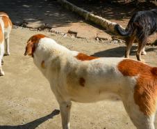 Cães de rua do Complexo Penitenciário de Piraquara recebem atendimento e participarão de feira de adoção na Universidade Positivo, em Curitiba