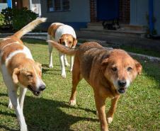 Cães de rua do Complexo Penitenciário de Piraquara recebem atendimento e participarão de feira de adoção na Universidade Positivo, em Curitiba
