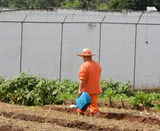 Paraná fecha o ano com mais de 240 novas iniciativas de trabalho aos custodiados do sistema prisional