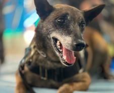 Polícia Penal do Paraná presta homenagem a Kira, primeira K-9 da instituição