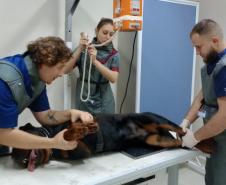 Polícia Penal do Paraná