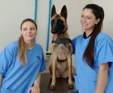 Polícia Penal do Paraná