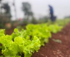 Polícia Penal do Paraná