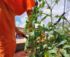 Polícia Penal do Paraná