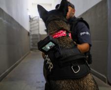 Cães da Polícia Penal reforçam segurança no Litoral durante o Verão Maior Paraná