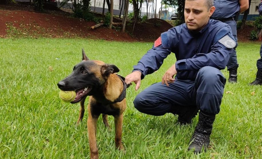 Polícia Penal participa de Formação de Condutores de Cães de Polícia em Londrina