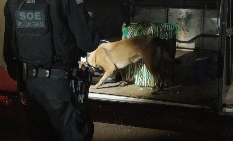 Cães policiais de Londrina participam de operação em conjunto com a PRE