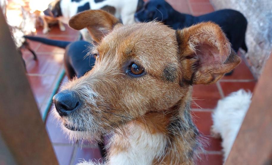 Polícia Penal do Paraná doa camas e roupas pet confeccionadas por apenados a abrigo de animais em Cascavel