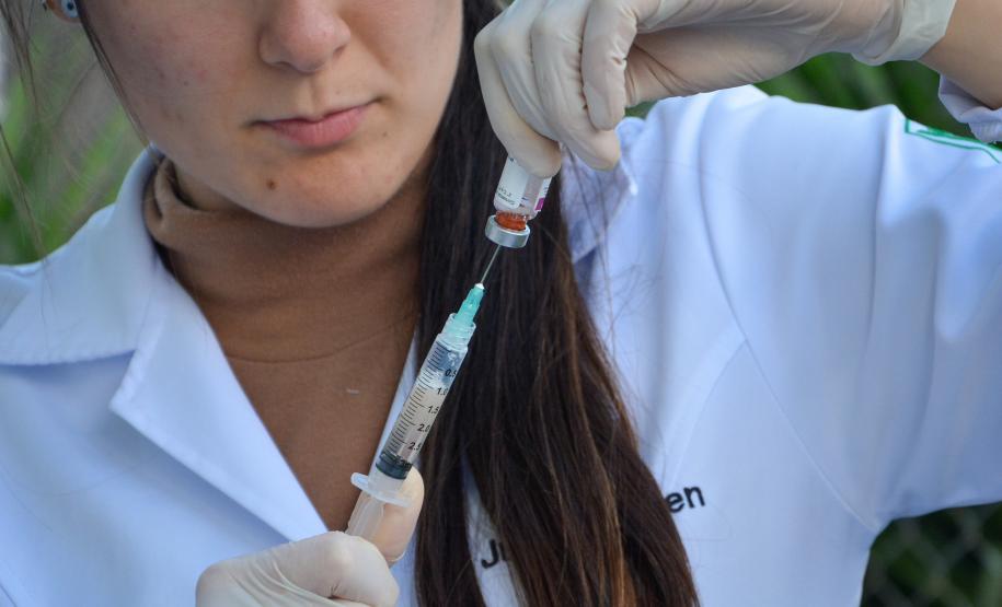 Cães de rua do Complexo Penitenciário de Piraquara recebem atendimento e participarão de feira de adoção na Universidade Positivo, em Curitiba