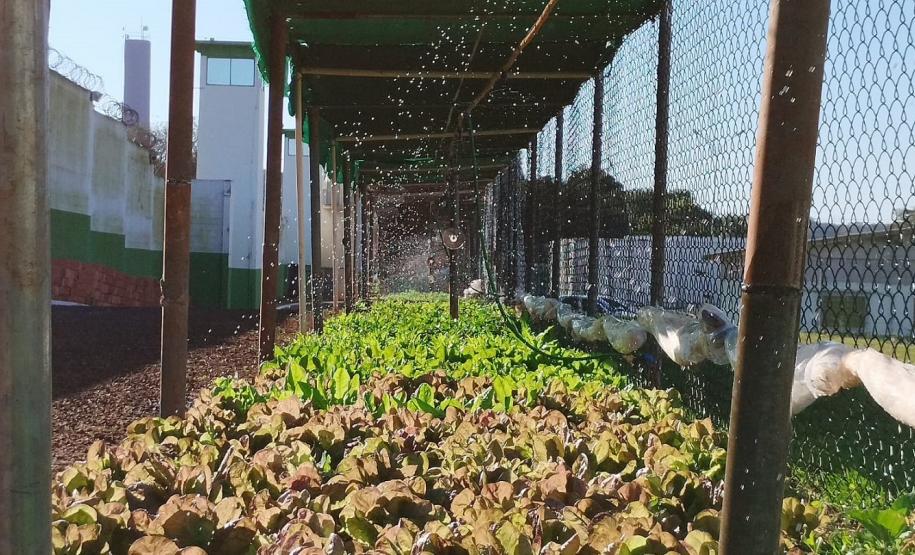 Foto: Polícia Penal do Paraná