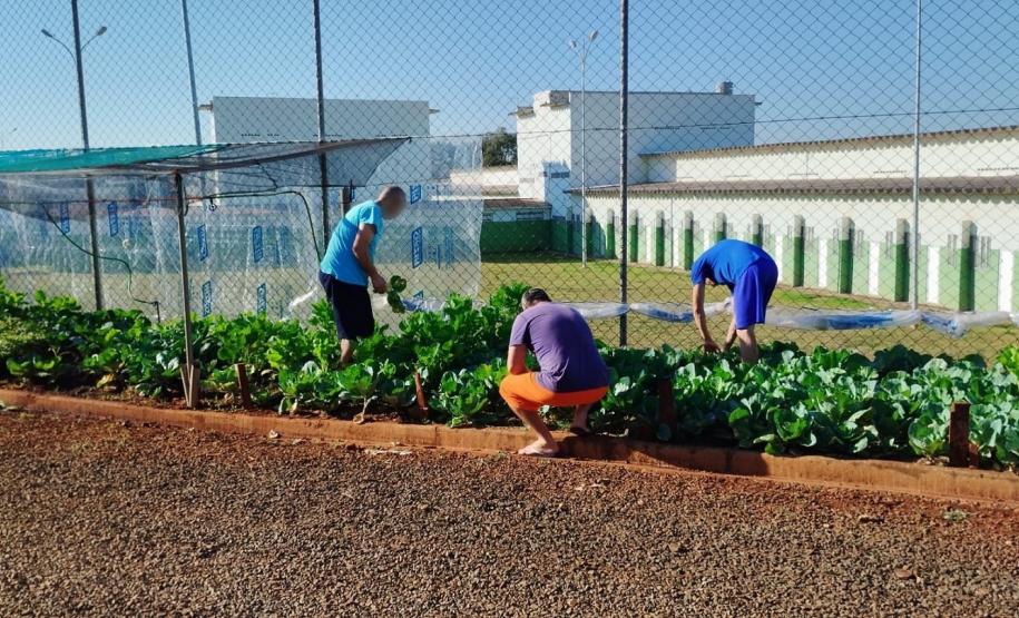 Foto: Polícia Penal do Paraná