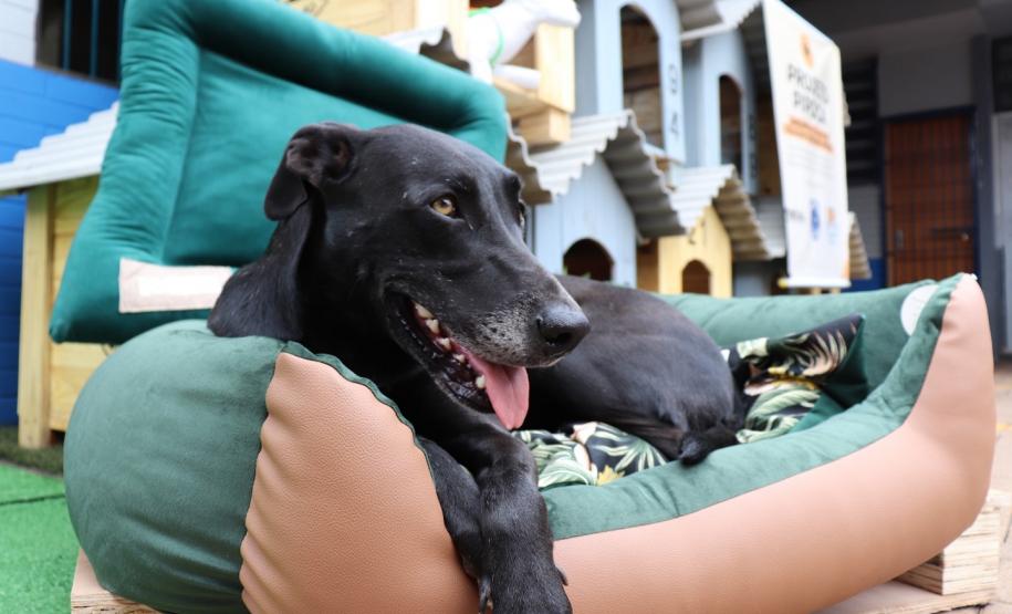 Projeto Pipoca: Polícia Penal entrega casinhas fabricadas por pessoas privadas de liberdade para cães em situação de rua