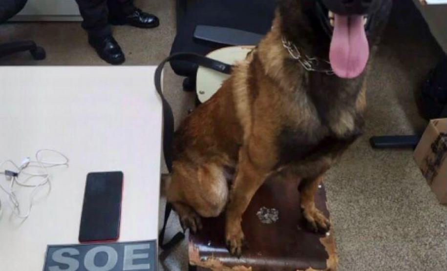 Polícia Penal apoia BPRone com cão K9 em operação que apreendeu mais de 100 kg de maconha