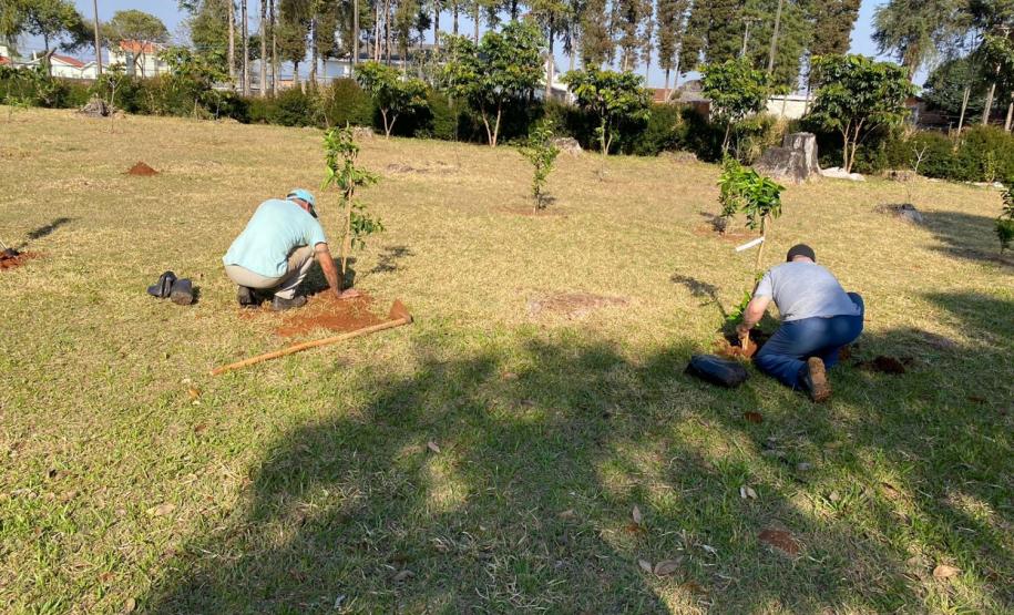 150 árvores frutíferas são plantadas em Unidade de Progressão de Ponta Grossa