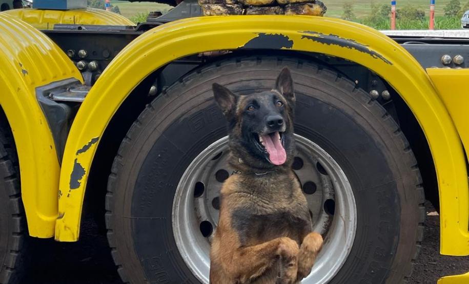 Polícia Penal do Paraná