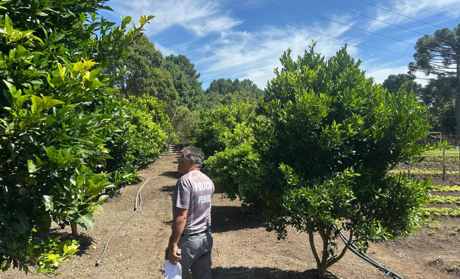 Horta no Complexo Médico Penal promove sustentabilidade e ocupação para custodiados