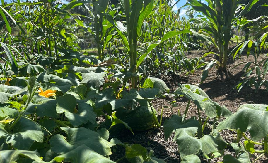 Horta no Complexo Médico Penal promove sustentabilidade e ocupação para custodiados