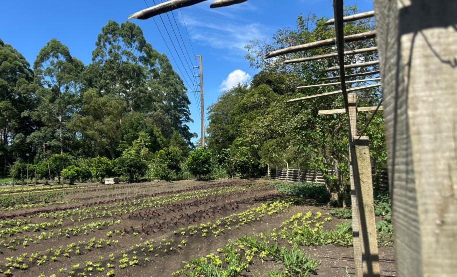 Horta no Complexo Médico Penal promove sustentabilidade e ocupação para custodiados