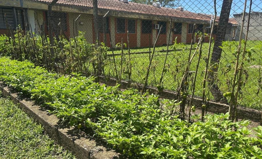 Horta no Complexo Médico Penal promove sustentabilidade e ocupação para custodiados