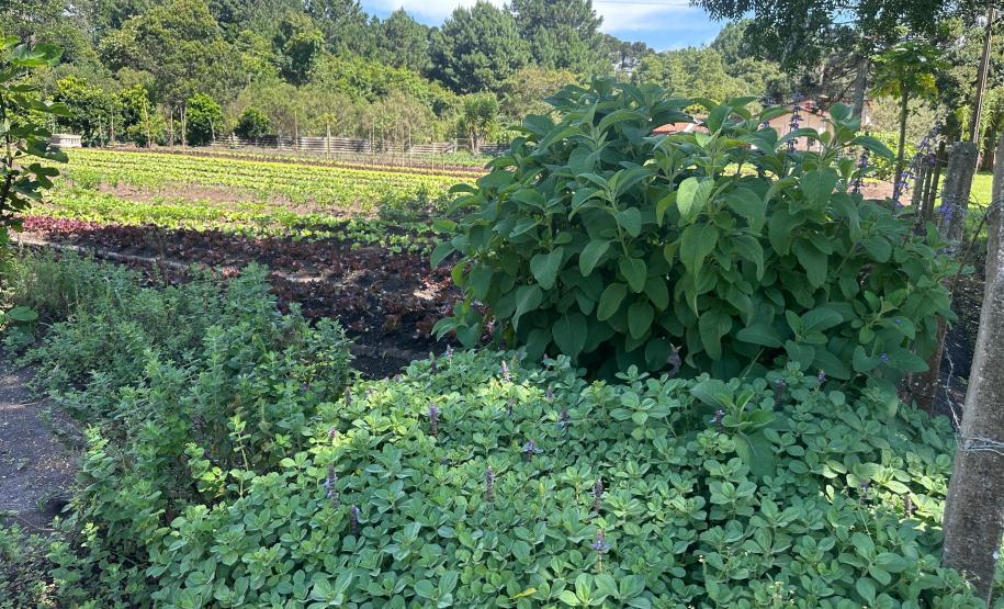 Horta no Complexo Médico Penal promove sustentabilidade e ocupação para custodiados