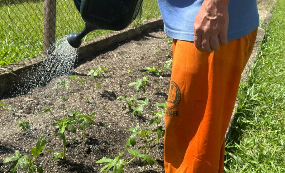 Horta no Complexo Médico Penal promove sustentabilidade e ocupação para custodiados