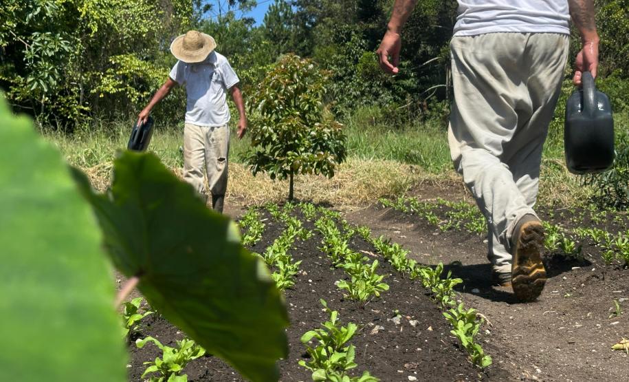 Horta no Complexo Médico Penal promove sustentabilidade e ocupação para custodiados
