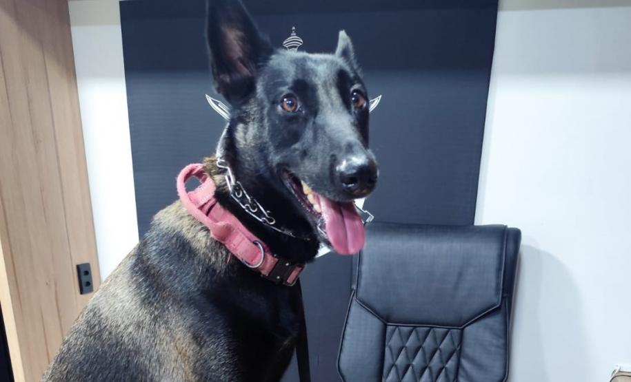 Polícia Penal do Paraná