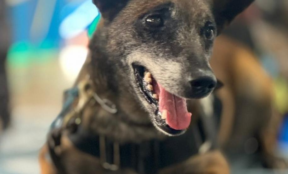 Polícia Penal do Paraná presta homenagem a Kira, primeira K-9 da instituição