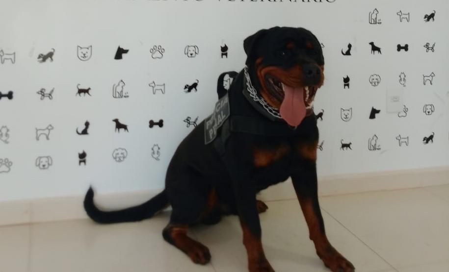 Polícia Penal do Paraná