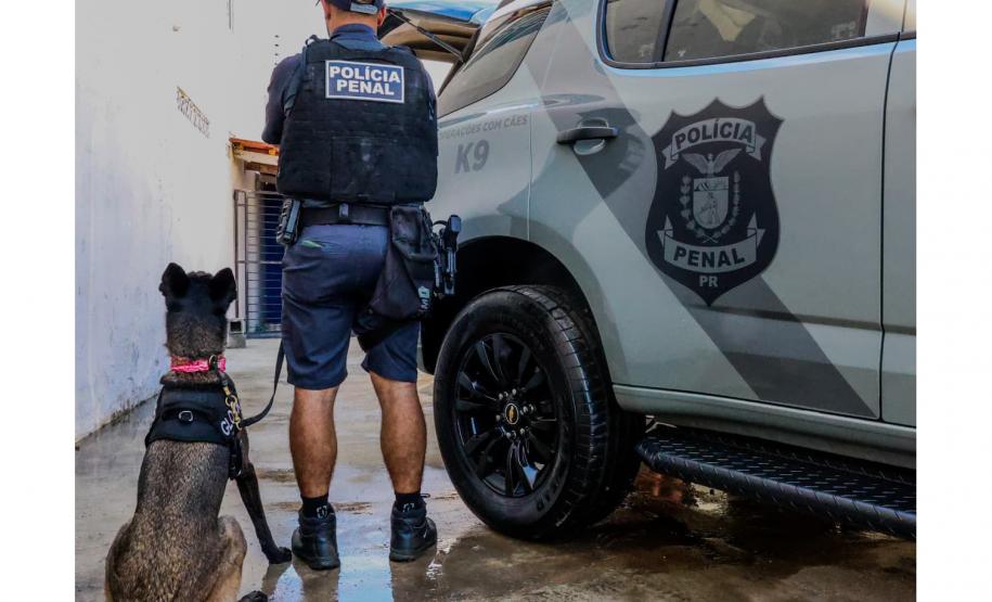 Cães da Polícia Penal reforçam segurança no Litoral durante o Verão Maior Paraná
