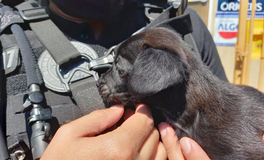 Em Cascavel, agentes do SOE homenageiam criança protetora dos animais e são homenageados pelo garoto Em Cascavel, agentes do SOE homenageiam criança protetora dos animais e são homenageados pelo garoto