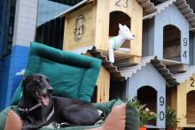 Projeto Pipoca: Polícia Penal entrega casinhas fabricadas por pessoas privadas de liberdade para cães em situação de rua